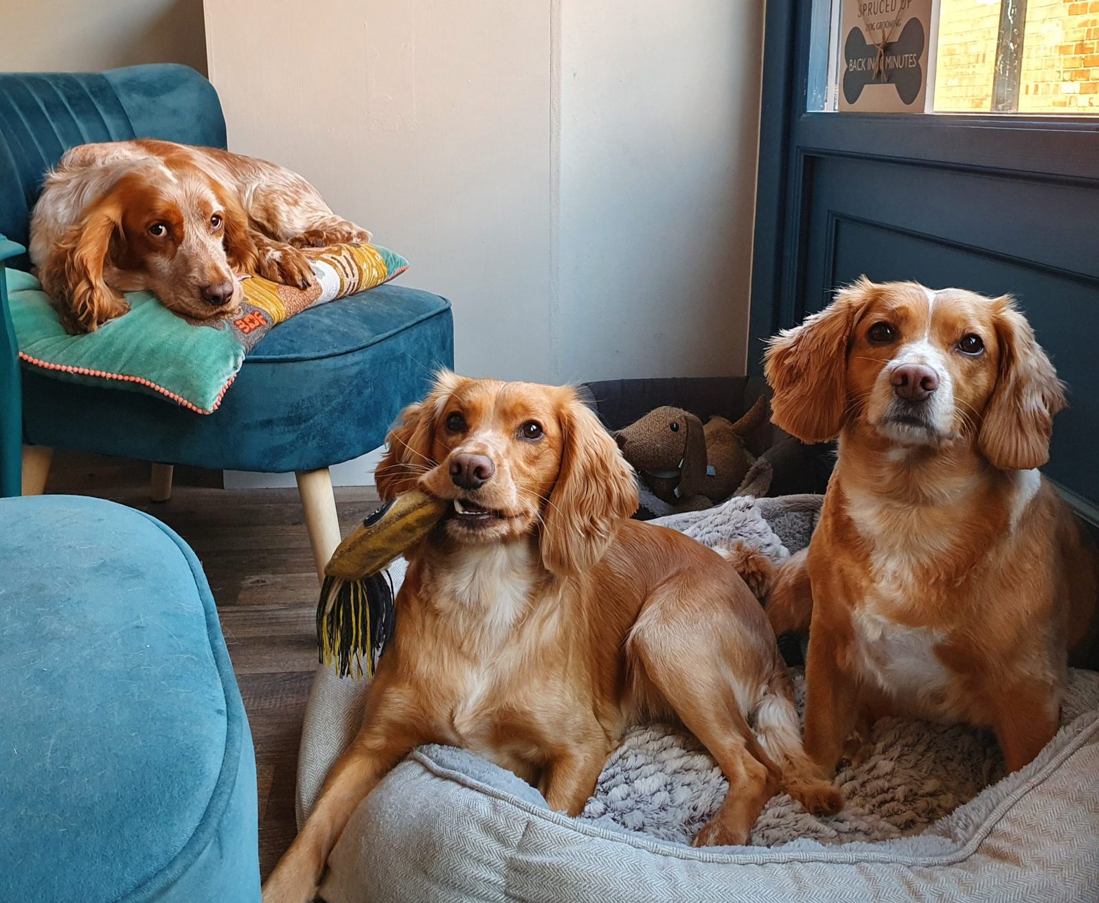 Three relaxed spaniels lounging together in the salon