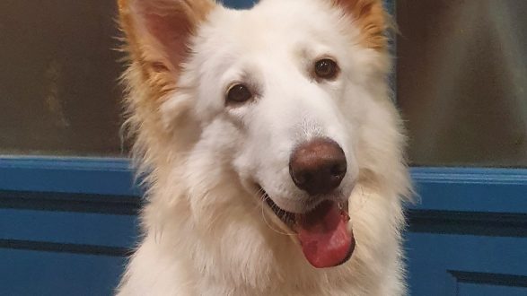 White shepherd smiling for the camera