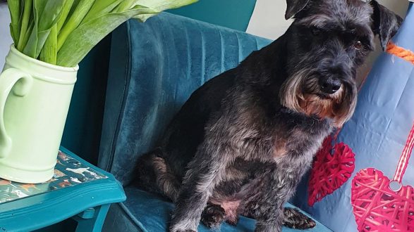 Black schnauzer next to a vase of tulips