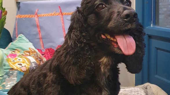 Black cocker spaniel sitting proudly on the sofa