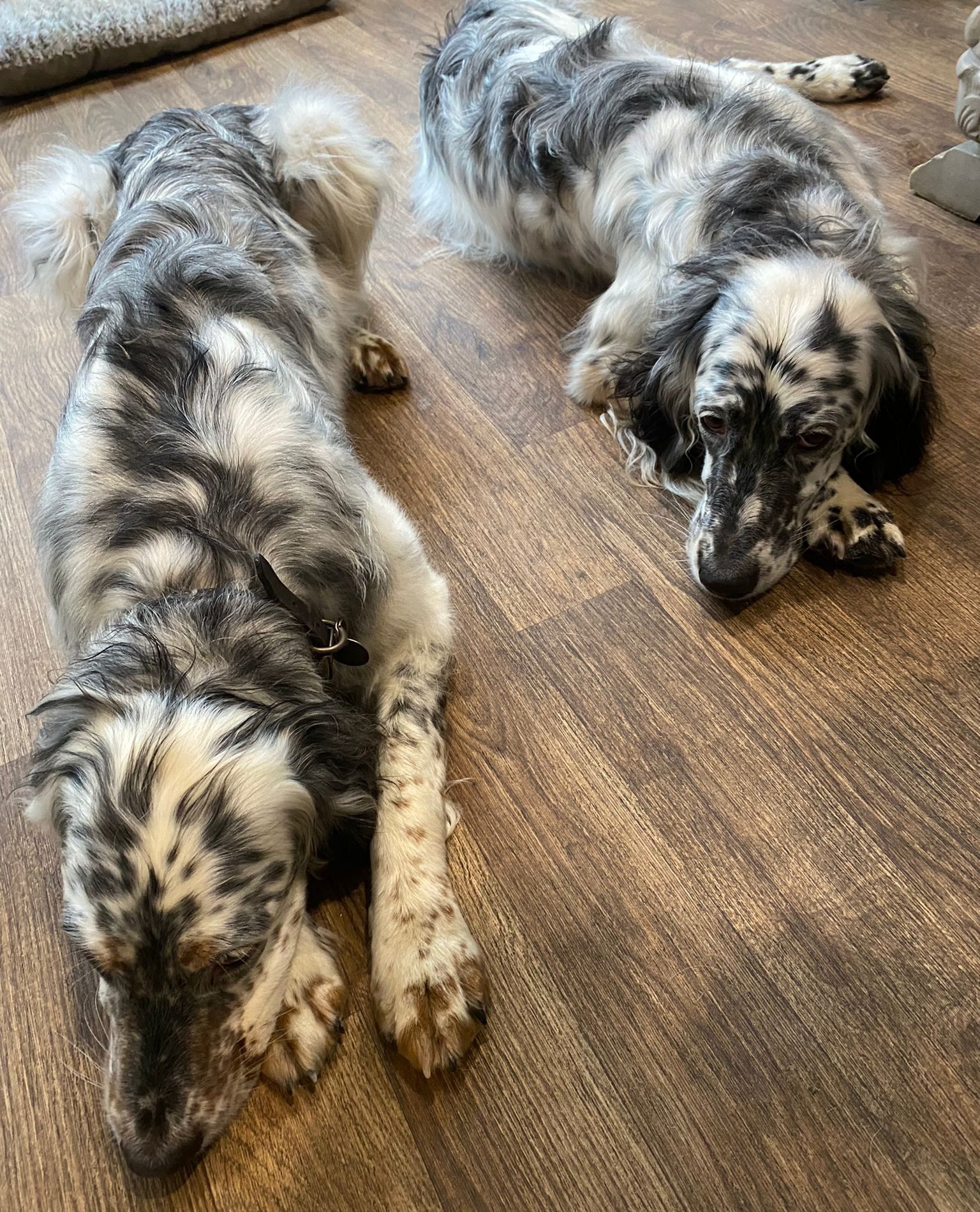 Two freshly groomed spaniels resting side by side on a wooden floor