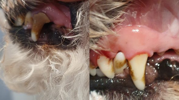 Before and after of dog teeth cleaning