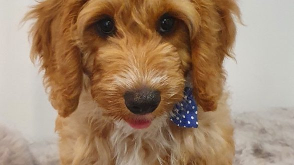 A small cockapoo puppy wearing a bow tie