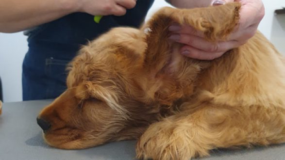 A golden cocker spaniel being gently cared for